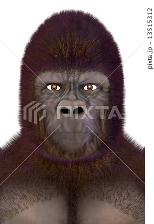 ゴリラ☆Gorilla 13515312