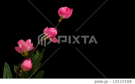 Fake Pink cherry blossom sakura on black 13515508