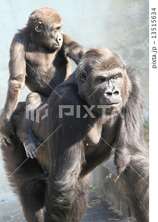ニシゴリラの赤ちゃん 13515634