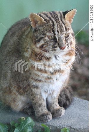 絶滅の危機　ツシマヤマネコ 13515636