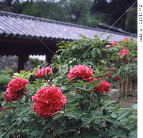 ぼたん　長谷寺　奈良県 13515742
