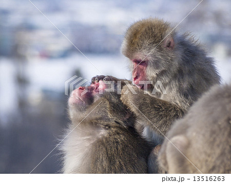 ニホンザル(蚤取り・横) ニホンザル(蚤取り・横) 13516263