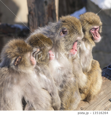 ニホンザル(おしくらまんじゅう・スクエア) ニホンザル(おしくらまんじゅう・スクエア) 13516264
