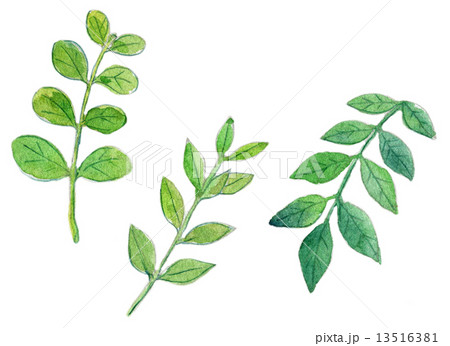 樹木　葉 13516381