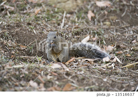 タイワンリス 13516637