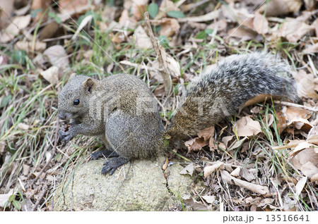 タイワンリス 13516641