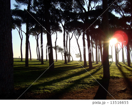 ローマの木漏れ日 ローマの木漏れ日 13516655