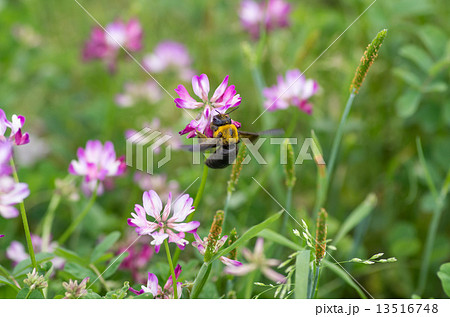 レンゲ畑の熊ん蜂 13516748