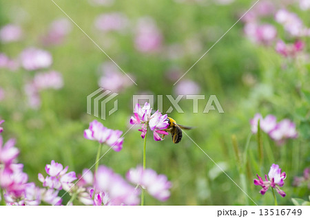 レンゲ畑の熊ん蜂 13516749
