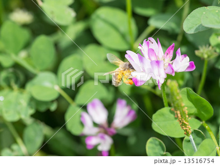 花粉玉をつけた蜜蜂 13516754