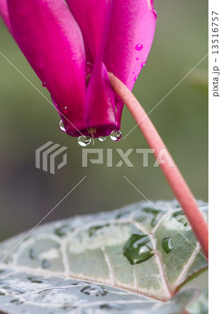 水滴のついたシクラメン 13516757