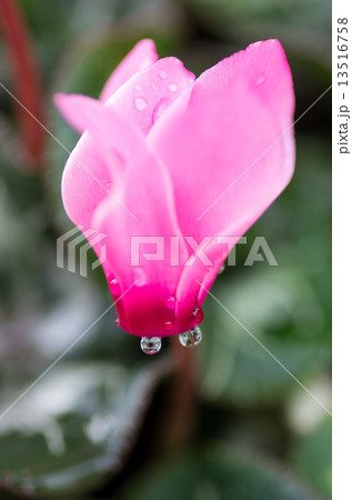 水滴のついたシクラメン 13516758