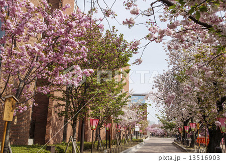 桜の通り抜け 造幣局の桜並木 大阪観光スポット 無人の風景 桜の通り抜け 造幣局の桜並木 大阪観光スポット 無人の風景 13516903