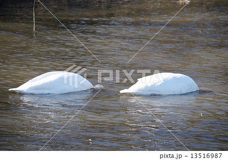 オオハクチョウ(餌取り) 13516987