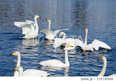 オオハクチョウの羽ばたき 13516988
