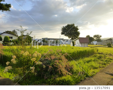 朝の輝き 13517091