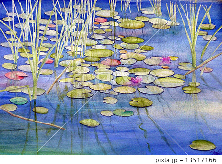 睡蓮のスケッチ ハス池の水彩画 のイラスト素材