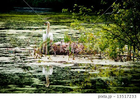swan and chicks in the nest swan and chicks in the nest 13517233