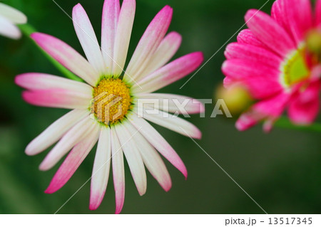 マーガレット 13517345