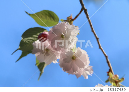 大鹿桜 会津五桜 の写真素材