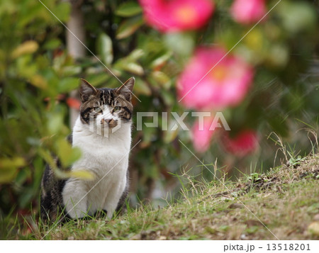 若い猫と山茶花 13518201