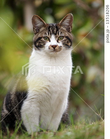 若い猫のポートレイト 13518206