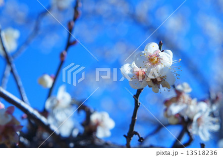 ウメの花 ウメの花 13518236