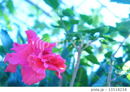 ブッソウゲ  13518238