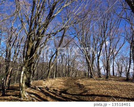 冬の丹沢の登山道 冬の丹沢の登山道 13518401