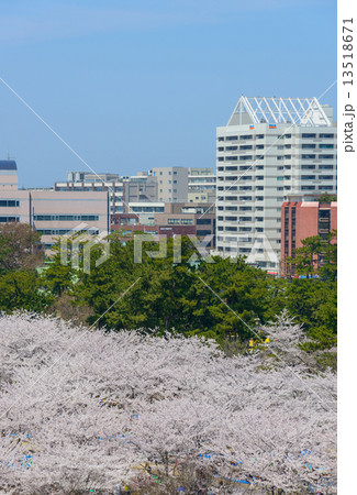 新潟　白山公園の桜 13518671