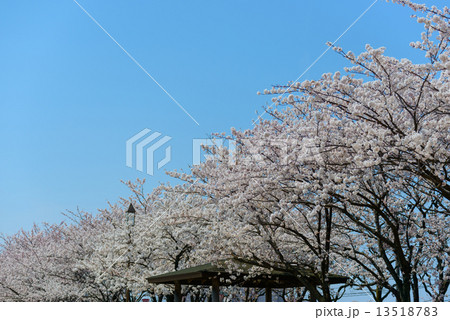 新潟 信濃川やすらぎ堤緑地の桜 新潟 信濃川やすらぎ堤緑地の桜 13518783