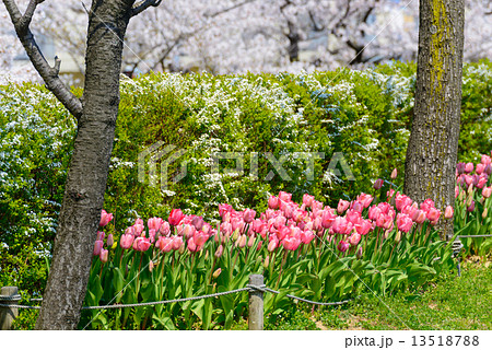 新潟 信濃川やすらぎ堤緑地の桜 新潟 信濃川やすらぎ堤緑地の桜 13518788