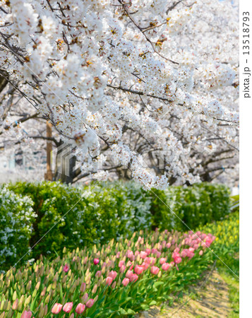 新潟 信濃川やすらぎ堤緑地の桜 新潟 信濃川やすらぎ堤緑地の桜 13518793