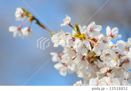 満開の桜 13518852