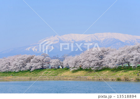 白石川堤一目千本桜 13518894