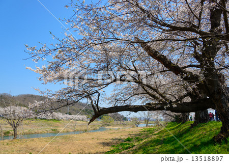 白石川堤一目千本桜 白石川堤一目千本桜 13518897