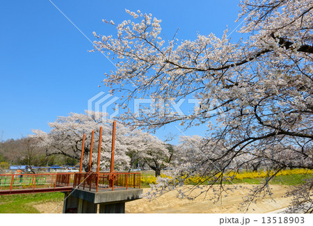 白石川堤一目千本桜 13518903
