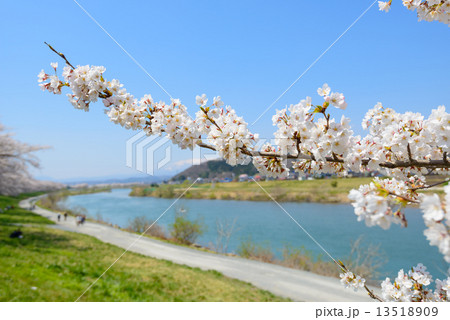 白石川堤一目千本桜 13518909