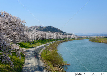 白石川堤一目千本桜 白石川堤一目千本桜 13518913
