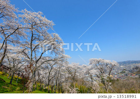 船岡城址公園の桜 13518991
