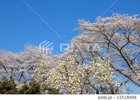 船岡城址公園の桜 船岡城址公園の桜 13518998