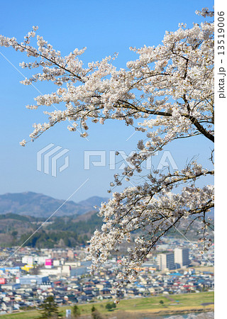 船岡城址公園の桜 13519006