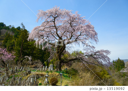 長野県　阿智　黒船桜 13519092