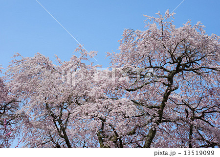 長野県　阿智　黒船桜 13519099