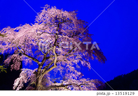 長野県　阿智　黒船桜のライトアップ 13519129