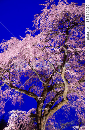 長野県　阿智　黒船桜のライトアップ 13519130