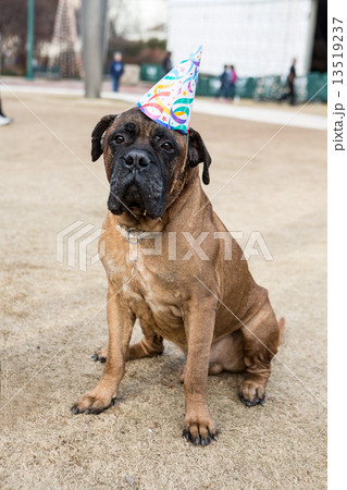 Boxer  in party cone. 13519237