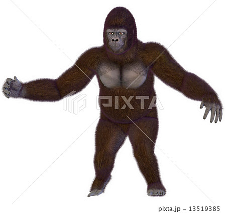 ゴリラ☆Gorilla ゴリラ☆Gorilla 13519385