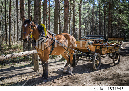 Horse-drawn carriage in close up 13519484