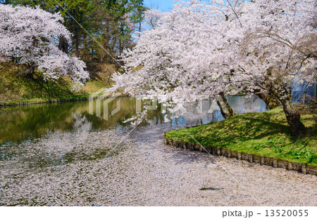 青森 弘前公園の桜 青森 弘前公園の桜 13520055